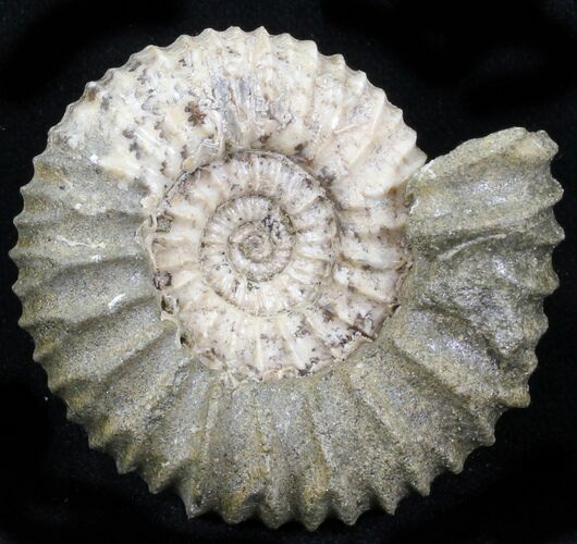Pavlovia Ammonite Fossil - Siberia #29747